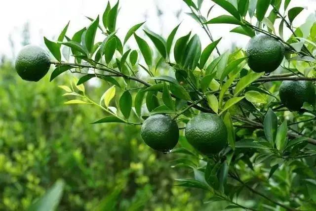 專注新會小青柑普茶，倡導(dǎo)有品生活的摯調(diào)，成功制勝海外市場