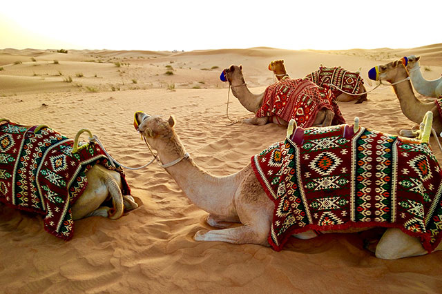 為什么建議做迪拜TikTok直播帶貨使用海外專線網(wǎng)絡(luò)線路？